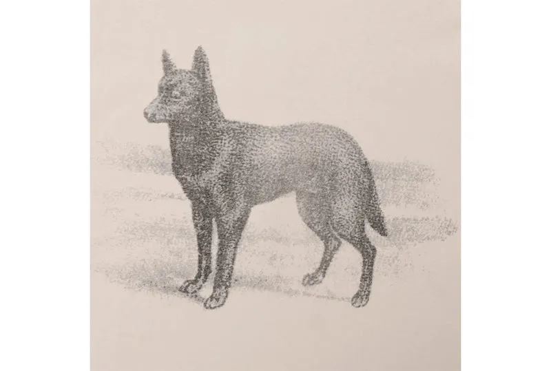 T-SHIRT KELPIE