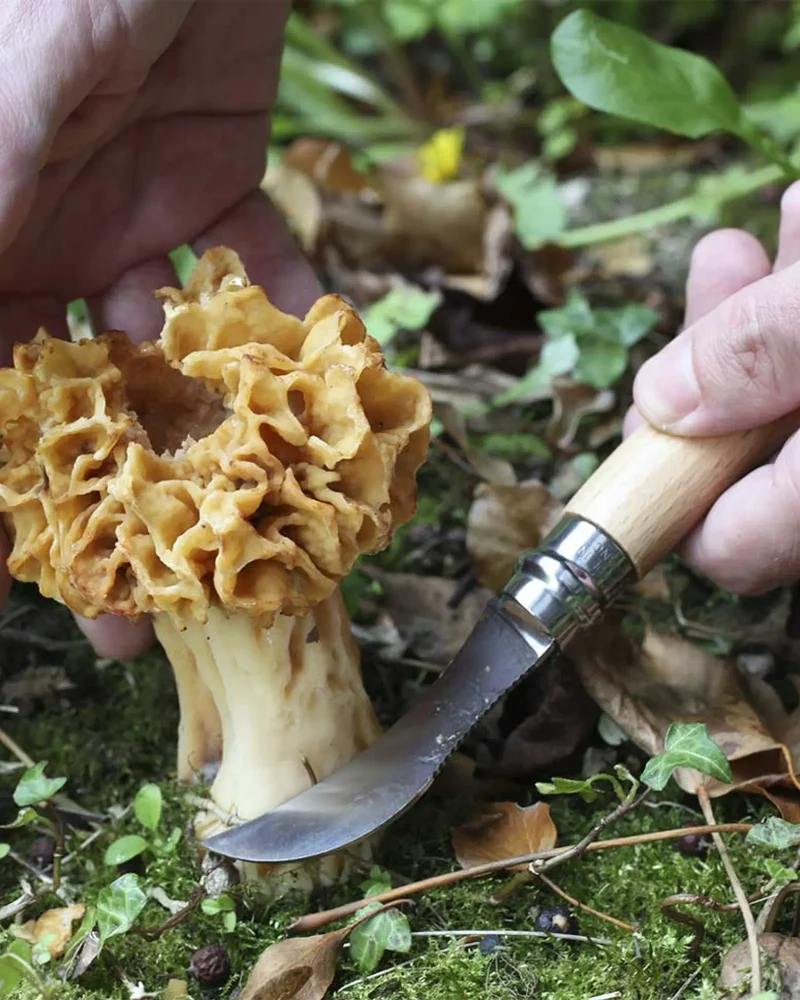 Couteau à champignon acier inoxydable Opinel N°08 à personnaliser