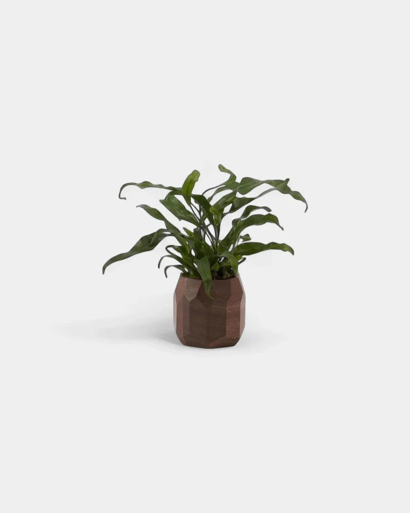 Pot à crayon géométrique en bois noyer personnalisable