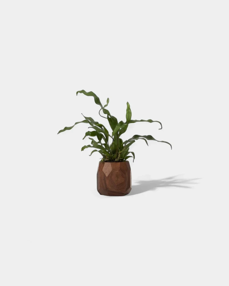 Pot à crayon géométrique en bois noyer personnalisable