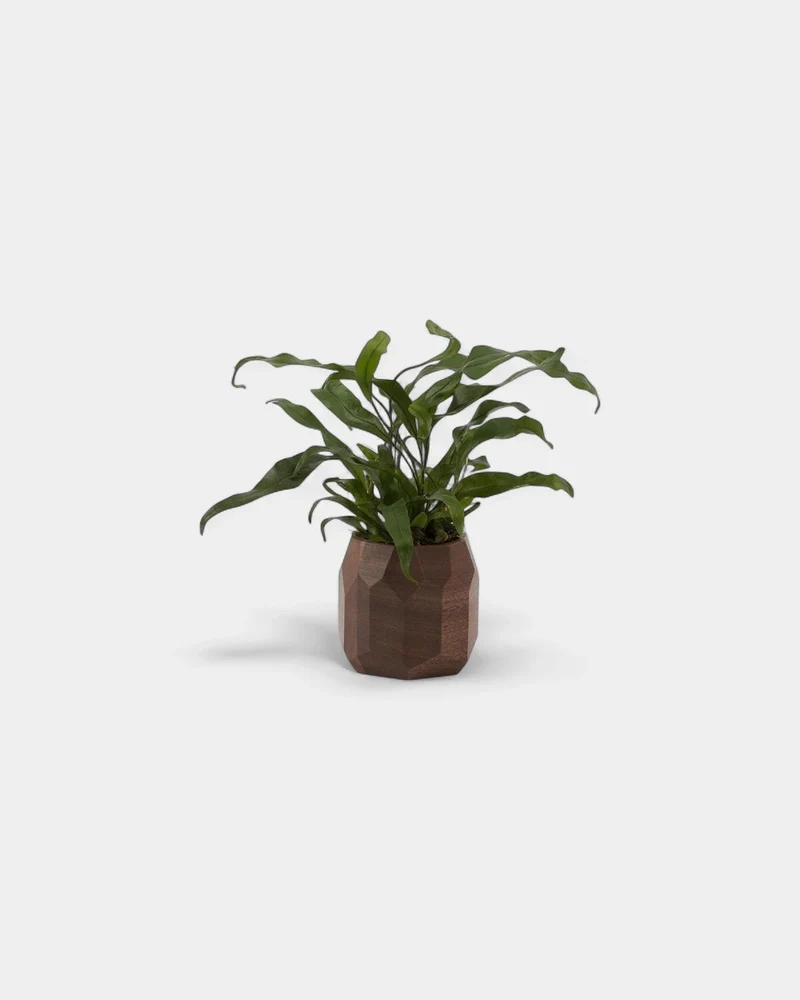 Pot à crayon géométrique en bois noyer personnalisable