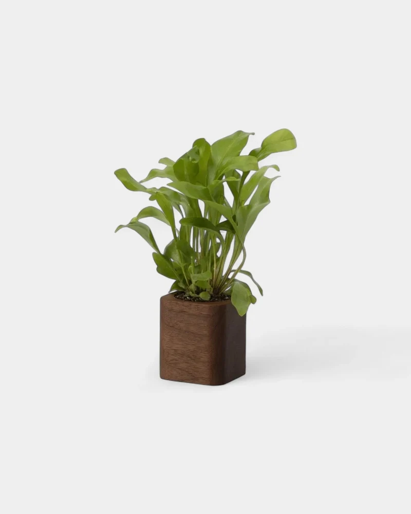Pot cubique à personnaliser