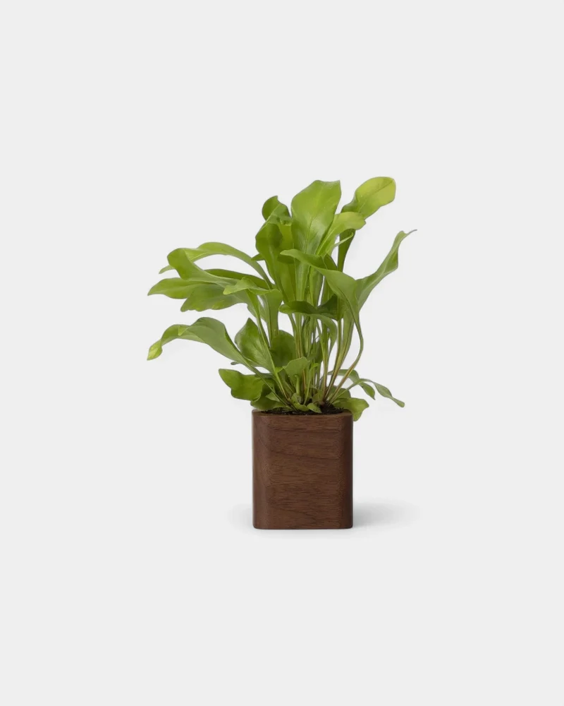 Pot cubique à personnaliser