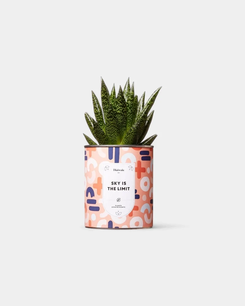 Cactus 100% personnalisable Diaiwaie