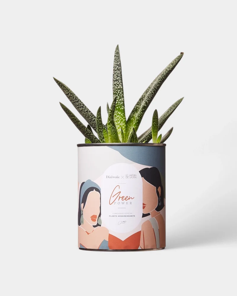 Cactus 100% personnalisable Diaiwaie